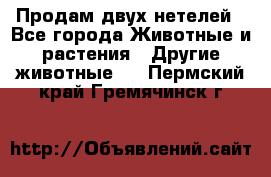 Продам двух нетелей - Все города Животные и растения » Другие животные   . Пермский край,Гремячинск г.